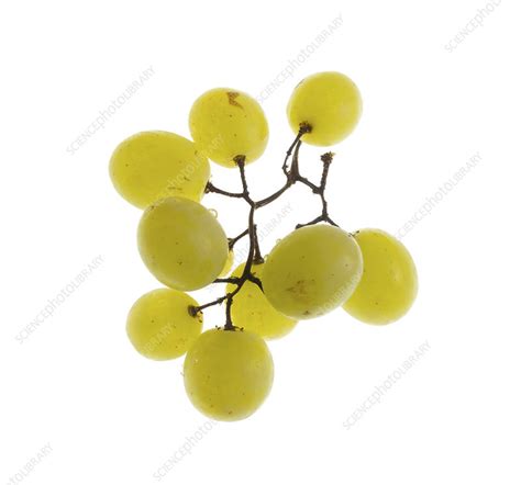 White Table Grapes Vitis Vinifera Italia Stock Image F0326403