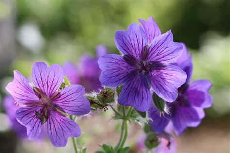 Geranium vivace, pour le jardin - La terre est un jardin
