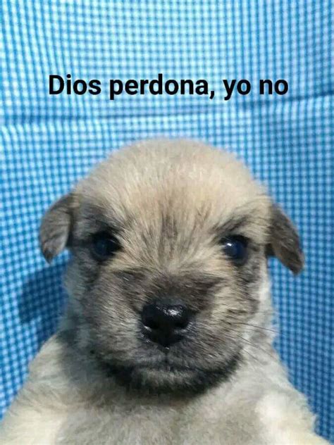 Tu Compa El Rencoroso Que No Perdona Nada En La Fiesta Se Viene En