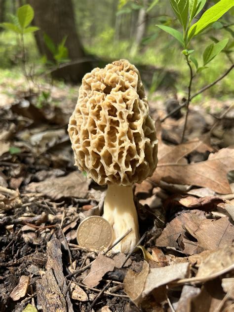 White Morel From Albert Johnson Rd Nashville In Us On April