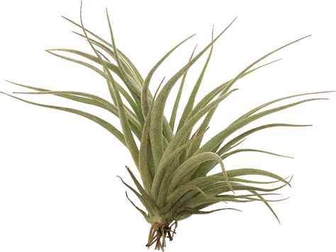 Tillandsia Minas Geraiensis Bromelia BCN