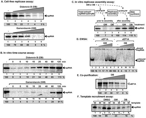 Inhibition Of Tbsv Reprna Replication By Didemnin B And Gamendazole In