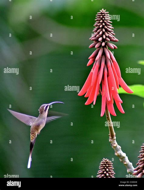 Hummingbird feeding 3 Stock Photo - Alamy