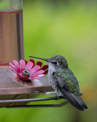 Hummingbird Nectar Recipes: Attracting and Nourishing Your Winged Gues – We Love Hummingbirds