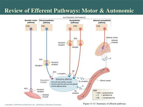 Ppt Autonomic And Somatic Motor Control Efferent Division In Chapter