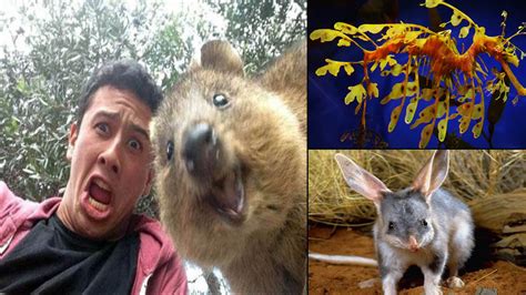 15 Super Cool Animals That You May Find Only In Australia