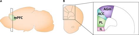 Frontiers Sex Differences In The Development Of The Rodent