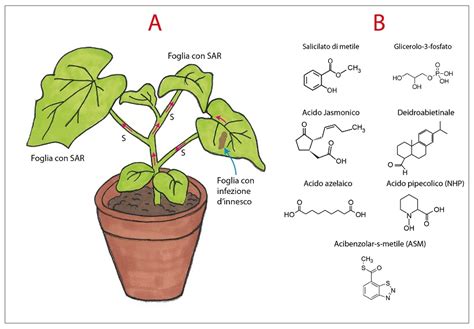 Riflessioni Sulla Risposta Immunitaria Sistemica Delle Piante Prima