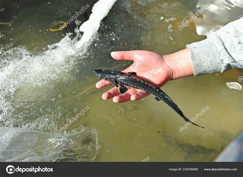 Chinese Sturgeon Being Released Yangtze River Wuhan City Central China ...