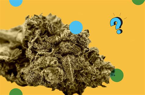 Can you overdose on weed? Here's the science. | Popular Science