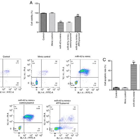 Mir 451a Inhibits Kgn Cell Proliferation And Induces Apoptosis By