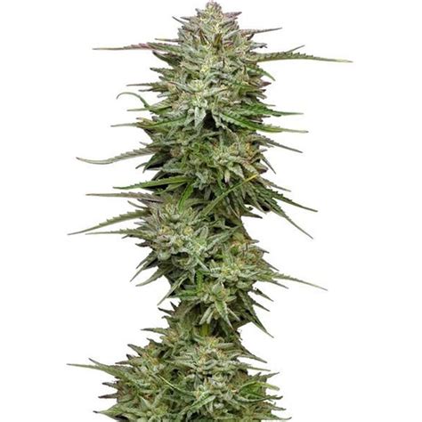 Pound Town Auto Humboldt Seed Company FEM Original Seeds Store