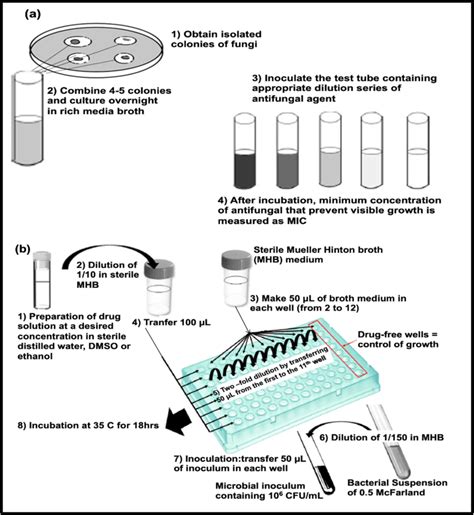 Illustration Of The Agar Disc Diffusion Method This Is An Example Of Download Scientific