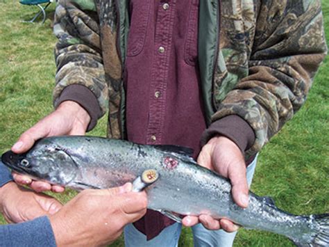 Despite their name, the toothy sea lamprey is found in Lake Erie