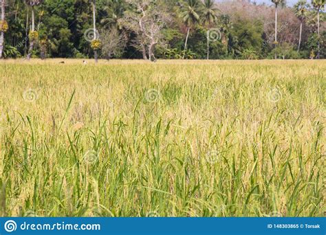 Campos De Arroz Org Nicos Imagen De Archivo Imagen De Cultura 148303865