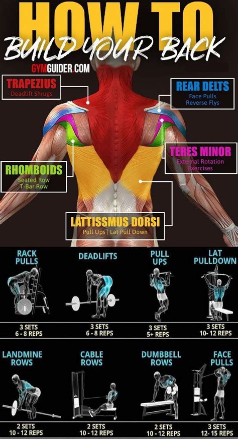 8 Best Muscle Building Back Exercises Are You Ready To Grow