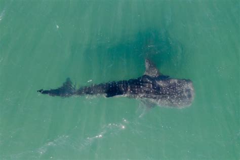 Whale sharks, conservation, and tourism in La Paz, Mexico