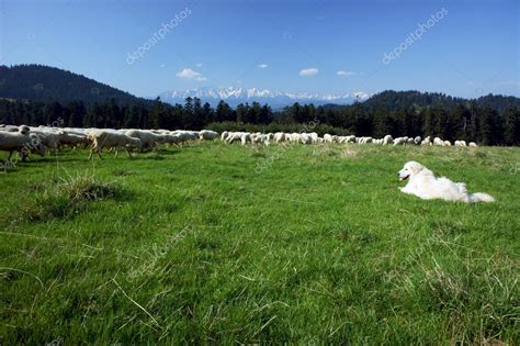 Tatra Pastor y rebaño de ovejas 2024