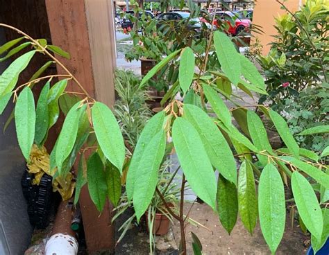 Daun Pokok Durian Duri Hitam Asli Bibit Durian Duri Hitam