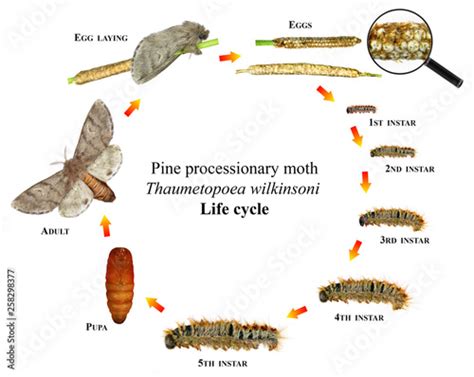 Lepidoptera Life Cycle