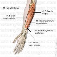 Anatomy Ii Lower Extremity Exam Flashcards Quizlet