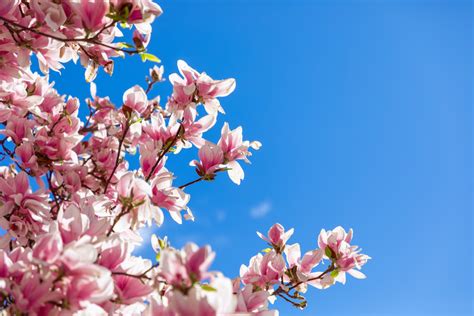 Magnolia Odmiany Wymagania Uprawa Domy Ogrody Pl