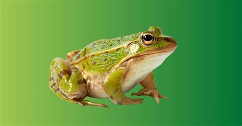 Frog Spiritual Meaning And Symbolism Totem Spirit