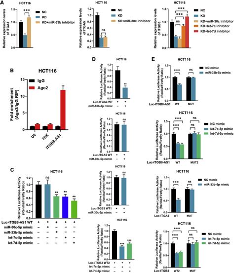 Lncrna Itgb As Functions As A Cerna To Promote Colorectal Cancer