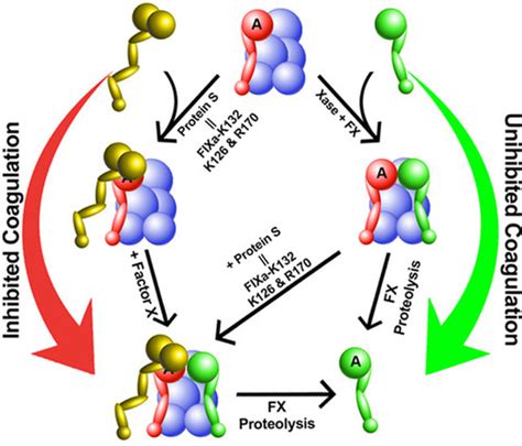 Anticoagulant Protein S Targets The Factor Ixa Heparin Binding Exosite