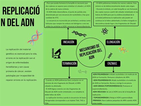 Replicación del ADN Dentist notes uDocz