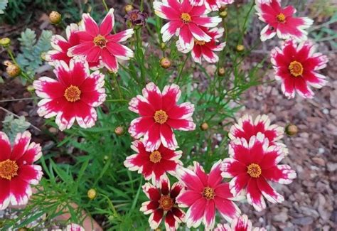 Stunning Coreopsis Varieties To Fill Your Garden With Color All Summer