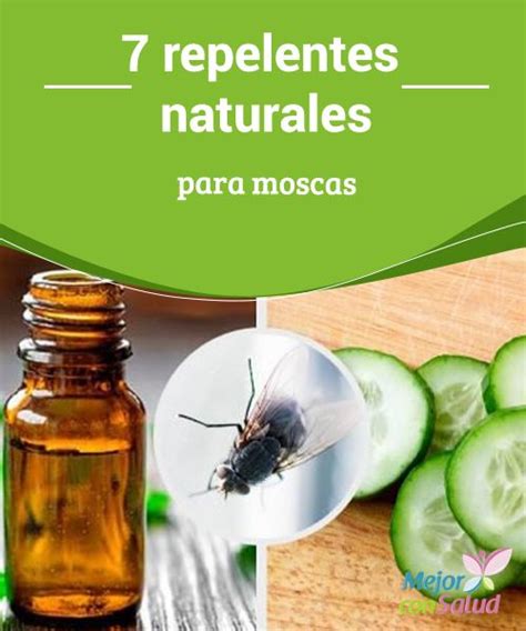 11 Repelentes Naturales Para Moscas Repelente Natural Repelente De