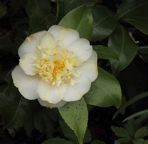 Camellia X Williamsii Jurys Yellow Riverside Garden Centre