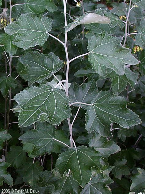 White Poplar Tree Identification Charmer Blogsphere Image Library