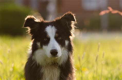 Border Collie The Smartest Dog Breed Amazing Pets For You