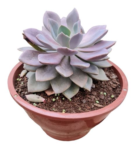 Suculenta Graptoveria Debbie Cuia 21 Verde Amor Jardinagem