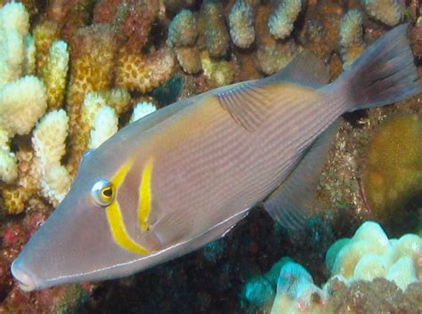 Scythe Triggerfish Sufflamen Bursa Lanai Hawaii Photo 3