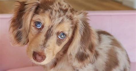 Can A Piebald Dachshund Have Blue Eyes