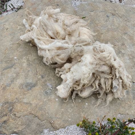 White Shetland Fleece - Soft Raw Natural Spinning Fleece – Island Farm Shop