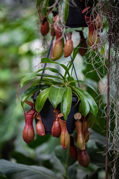 Nepenthes Mięsożerna Tropikalna Roślina Zwisająca Z Drzewa W Szklarni