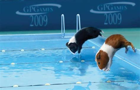 Guinea Pig Olympics Guinea Pig Olympics Photo 15703578 Fanpop