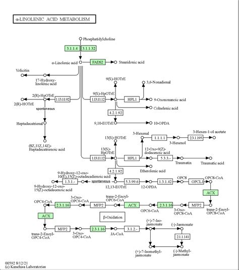 KEGG PATHWAY Alpha Linolenic Acid Metabolism Homo Sapiens Human