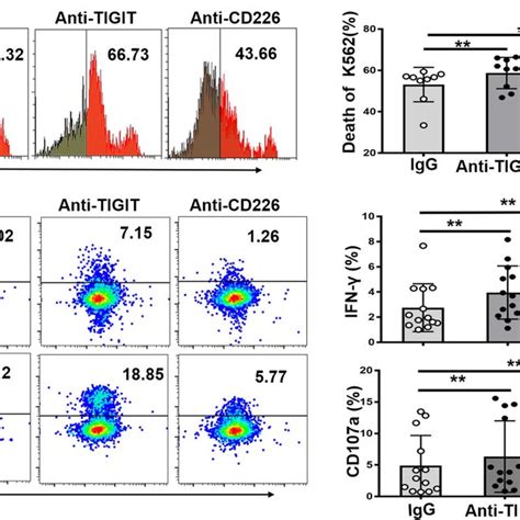 Tigit Expressing Nk Cells With Dysfunctional Phenotype From Aml Download Scientific Diagram