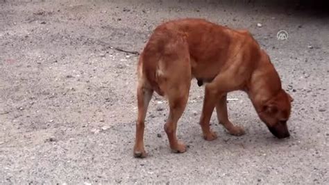 Niğde Valiliğinden sokak hayvanlarına mama desteği Son Dakika