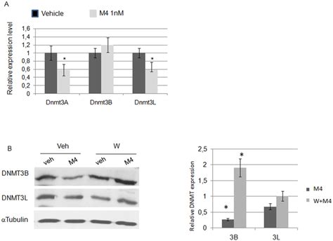 M4 Modulates The Expression Of Dnmt3A Dnmt3B And Dnmt3L Through