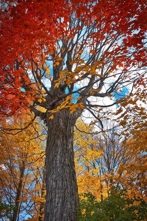 Árvore De Bordo Vermelho No Outono Foto de Stock Imagem de azul