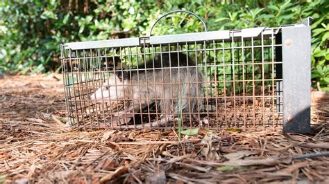 10 Best Rated Possum Removal near you | Airtasker AU