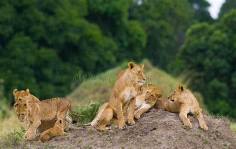 Grupo De Leões Novos No Monte Parque Nacional Kenya Tanzânia Masai Mara