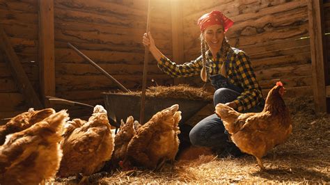 Gardez Vos Poules Au Chaud Conseils Ancestraux Pour Affronter L Hiver