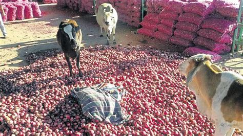 Farmers Forced To Dump Their Produce As Note Ban Turns Bumper Crop